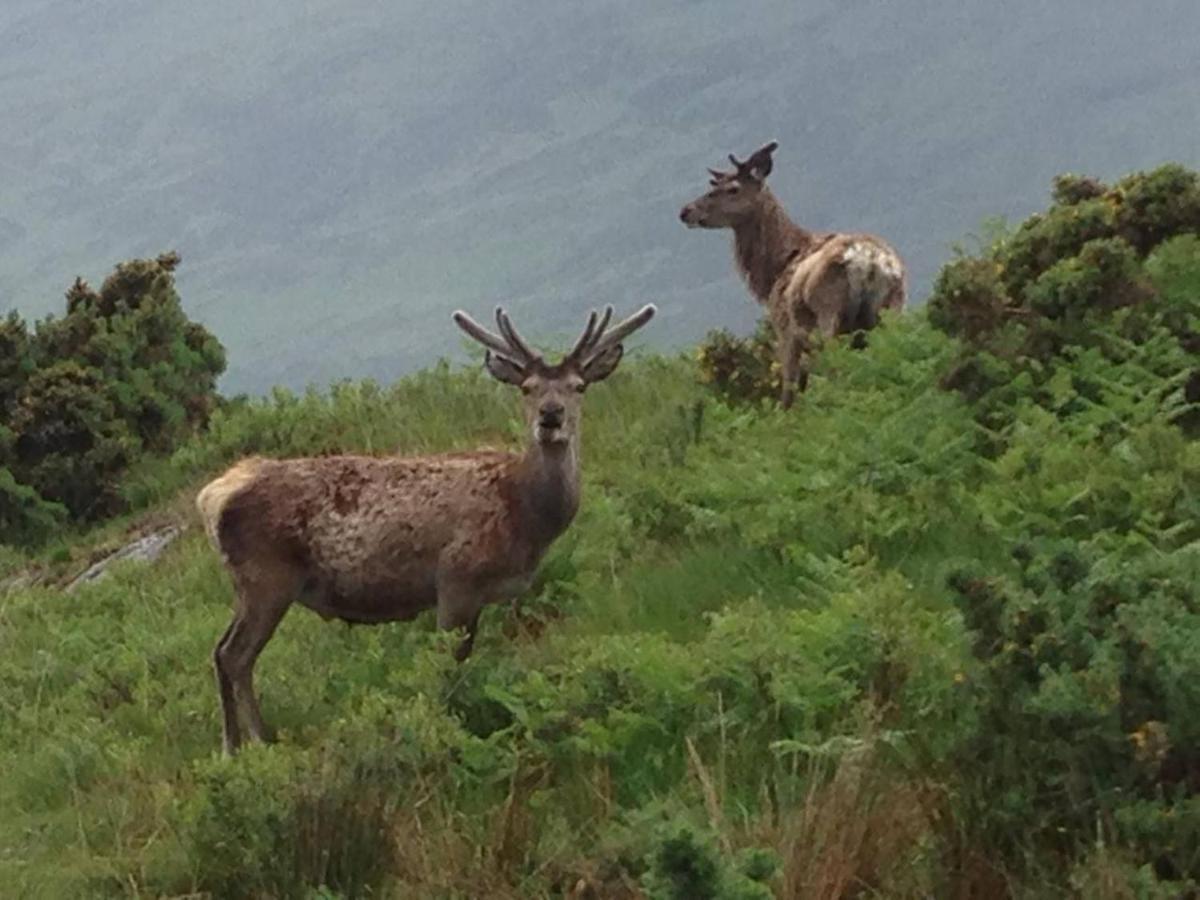 Skye View Villa กลีเนลก์ ภายนอก รูปภาพ